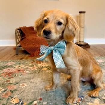 Beckett Pocket Prince -  Cocker Spaniel and Dachshund Dog for Adoption in Friendswood, Texas - Beckett Pocket Prince | PetCurious