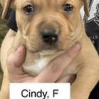 Cindy -  Labrador Retriever and American Bulldog Dog for Adoption in Parma, Ohio - Cindy | PetCurious