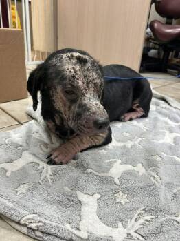 Taco -  Basset Hound Dog for Adoption in Silsbee, Texas - Taco | PetCurious