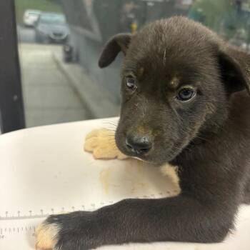 Venus -  Mixed Breed Dog for Adoption in Columbiana, Alabama - Venus | PetCurious