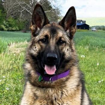 German Shepherd Dog Dogs Available for Adoption in New Ringgold, Pennsylvania - Bailey (26-196) | PetCurious