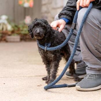 Rescue Miniature Poodle Dogs for Adoption in Chester Springs, Pennsylvania - Lacy | PetCurious