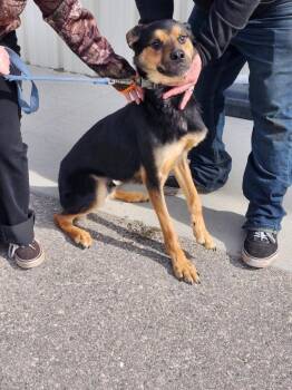 German Shepherd Dog and Mixed Breed Dogs Available for Adoption in Muskegon, Michigan - Apollo | PetCurious