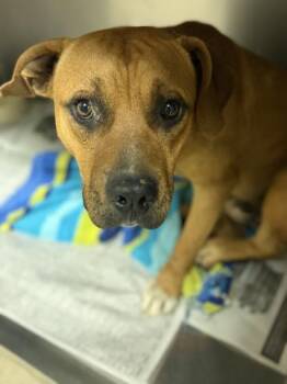 BOW -  Pit Bull Terrier Dog for Adoption in Riverside, California - BOW | PetCurious