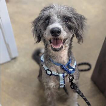 Murdurk -  Chinese Crested Dog Dog for Adoption in Indiana, Pennsylvania - Murdurk | PetCurious