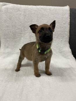 Hallowed Harvest - Mystic - Located in Florida -  Belgian Shepherd Malinois Dog for Adoption in Imlay City, Michigan - Hallowed Harvest - Mystic - Located In Florida | PetCurious