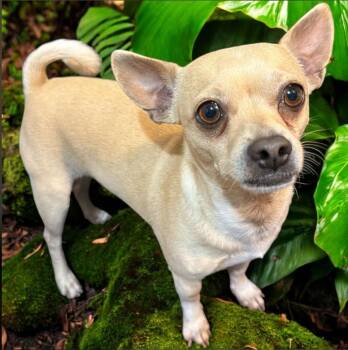 Chihuahua Dogs Available for Adoption - Rocky In TX | PetCurious