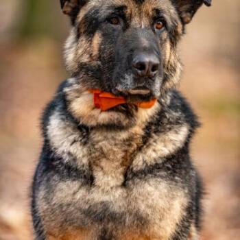 German Shepherd Dog Dogs Available for Adoption in Hawkestone, Ontario - Simon | PetCurious