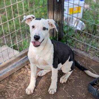 Border Collie and American Staffordshire Terrier Dogs Available for Adoption in Buchanan Dam, Texas - Checkers | PetCurious