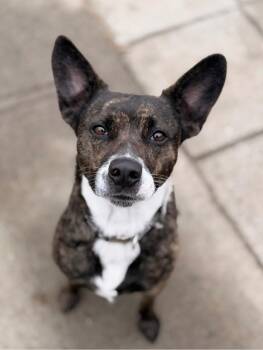 Baby Girl **Bonded with Remy** -  Mixed Breed Dog Available for Adoption in Peru, New York - Baby Girl **Bonded With Remy** | PetCurious