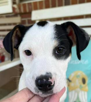 Mixed Breed Dogs Available for Adoption in Groveland, Massachusetts - Byrdie | PetCurious