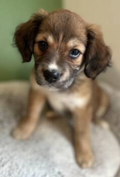 Jack Russell Terrier Dogs Available for Adoption - Eve | PetCurious