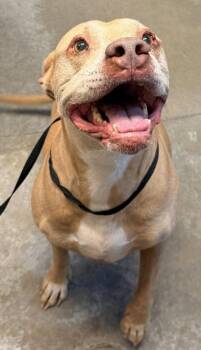 Pit Bull Terrier and Mixed Breed Dogs Available for Adoption in Bowling Green, Kentucky - Bones | PetCurious