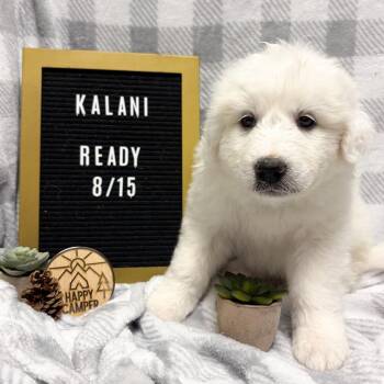 674I (2026) Kalani -  Great Pyrenees and Mixed Breed Dog for Adoption in Parker, Colorado - 674I (2026) Kalani | PetCurious