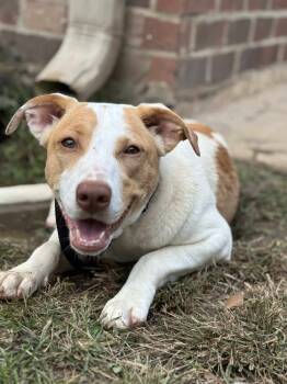 Rescue Carolina Dog and Black Mouth Cur Dogs for Adoption in Syracuse, New York - Breezy | PetCurious