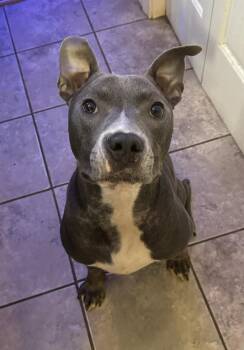 Rescue Mixed Breed Dogs for Adoption in Vassalboro, Maine - Chuy | PetCurious