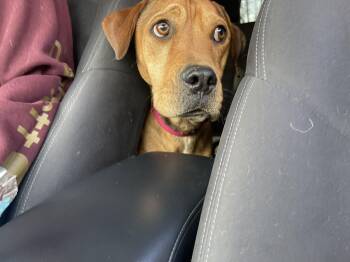 Rhodesian Ridgeback and Mixed Breed Dogs Available for Adoption in Clinton, Wisconsin - Boots | PetCurious