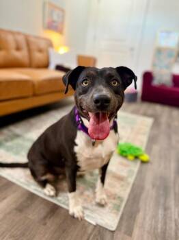 Labrador Retriever and Pit Bull Terrier Dogs Available for Adoption - Toasty Buttercup The Cozy Couch Princess | PetCurious