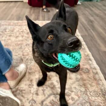 Stormy Belle is your Soul Dog -  German Shepherd Dog and Australian Kelpie Dog for Adoption in Friendswood, Texas - Stormy Belle Is Your Soul Dog | PetCurious