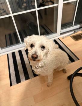 Miniature Poodle Dogs Available for Adoption in Hilton, New York - Flash | PetCurious