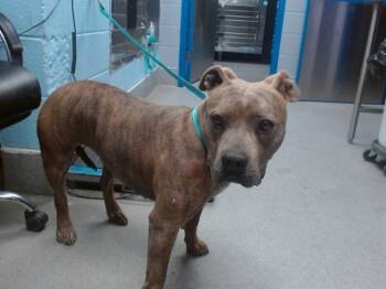 Rescue Pit Bull Terrier and Mixed Breed Dogs for Adoption in Albuquerque, New Mexico - FORTNEY | PetCurious