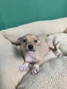 Bear -  Mixed Breed Dog for Adoption in Houston, Texas - Bear | PetCurious