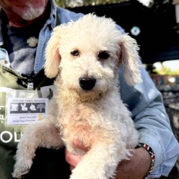 Cotton -  Poodle Dog for Adoption in Oakland, California - Cotton | PetCurious