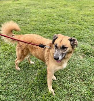 ELLA -  Labrador Retriever and German Shepherd Dog Dog for Adoption in Owensboro, Kentucky - ELLA | PetCurious