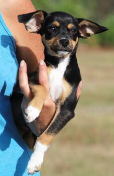 Chihuahua Dogs Available for Adoption in North Fort Myers, Florida - Tiger | PetCurious