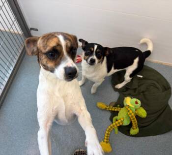 Huey -  Fox Terrier Dog for Adoption in Portland, Indiana - Huey | PetCurious