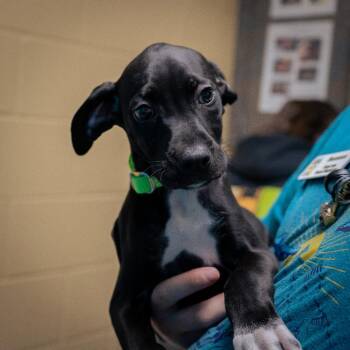 Eagle -  Boxer and German Shorthaired Pointer Dog for Adoption in Cheyenne, Wyoming - Eagle | PetCurious