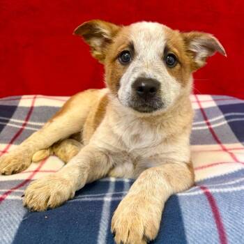 Mixed Breed Dogs Available for Adoption in Pekin, Illinois - Rio | PetCurious