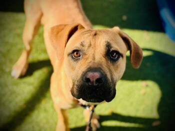 Rescue Pit Bull Terrier Dogs for Adoption in Orlando, Florida - LIL BOO | PetCurious