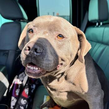 Vincent -  Pit Bull Terrier Dog for Adoption in Galveston, Texas - Vincent | PetCurious