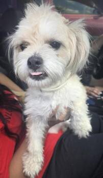 JOSIE -  Shih Tzu Dog for Adoption in San Antonio, Texas - JOSIE | PetCurious