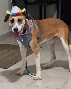 Louis - The Big Playful Lovebug -  Labrador Retriever and Canaan Dog Dog for Adoption in Carolina, Carolina - Louis - The Big Playful Lovebug | PetCurious