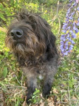 Labradoodle Dogs Available for Adoption in Fosters, Alabama - BALI | PetCurious