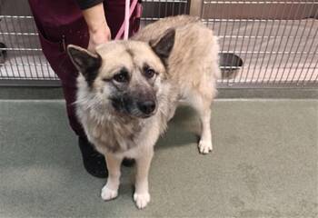 ZIA -  Mixed Breed Dog for Adoption in Santa Fe, New Mexico - ZIA | PetCurious