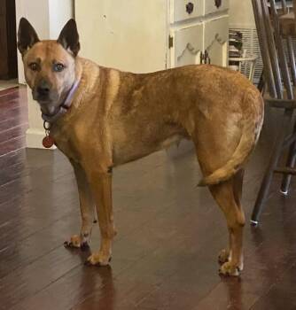 Rescue Belgian Shepherd Malinois Dogs for Adoption in Seguin, Texas - Sydney | PetCurious