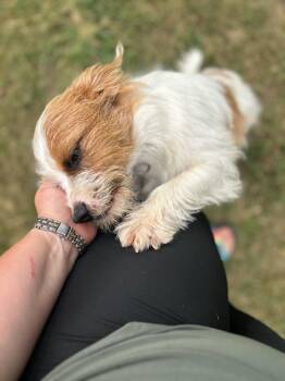 Charlie -  Havanese and Terrier Dog for Adoption in Ellicott City, Maryland - Charlie | PetCurious