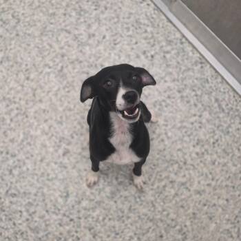 Chili -  Chihuahua and Dachshund Dog for Adoption - Chili | PetCurious