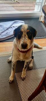 Harper -  Hound Dog for Adoption in Riverdale, New Jersey - Harper | PetCurious