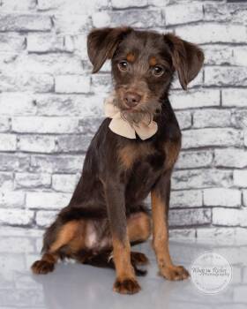 Ladybug -  Schnauzer and Miniature Pinscher Dog for Adoption in Tuscaloosa, Alabama - Ladybug | PetCurious