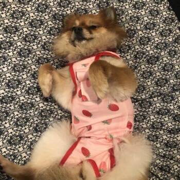 Pomeranian Dogs Available for Adoption - Nova | PetCurious