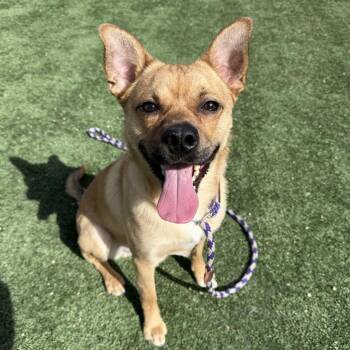 Mixed Breed Dogs Available for Adoption in Los Angeles, California - Reel-A2126764 | PetCurious