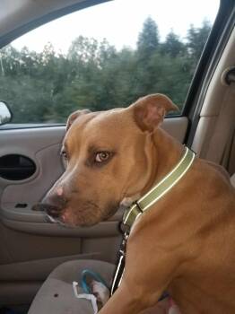 Rescue Pit Bull Terrier Dogs for Adoption in Huber Heights, Ohio - Monty | PetCurious