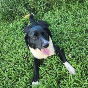 Rescue Basset Hound and Labrador Retriever Dogs for Adoption in Parrish, Alabama - Tobias | PetCurious