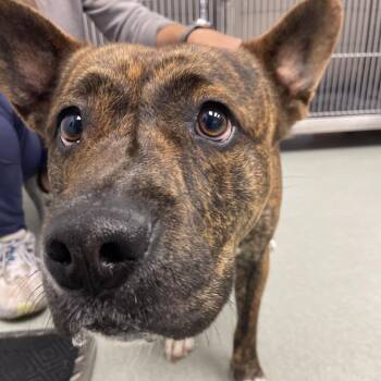 Boxer and Pit Bull Terrier Dogs Available for Adoption - Boa | PetCurious