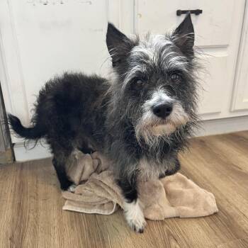 Miniature Schnauzer and Mixed Breed Dogs Available for Adoption in Chapel Hill, North Carolina - Albert | PetCurious