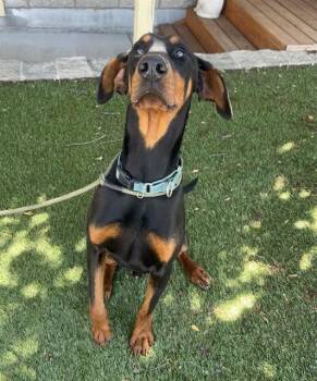 Jafar -  Doberman Pinscher Dog Available for Adoption in Phoenix, Oregon - Jafar | PetCurious